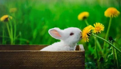 爱游戏体育-尤文图斯惨遭淘汰，无缘欧冠决赛，尤文图斯本次欧冠淘汰了吗