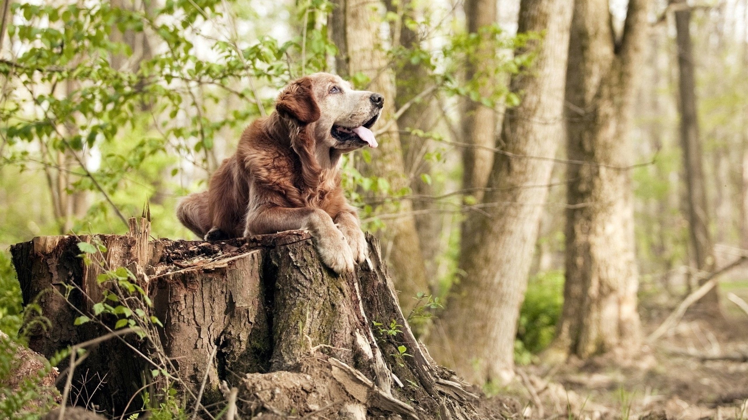 爱游戏体育APP下载-“中国女足在亚预赛中展现强大战斗力”，中国女足亚军世界杯