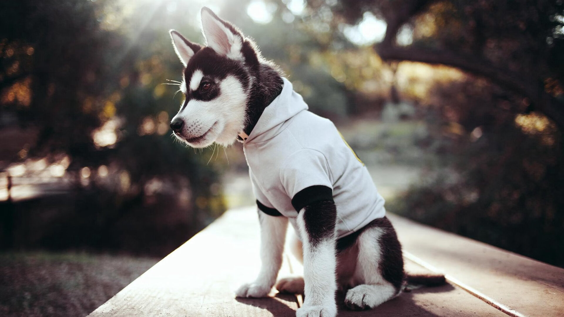 AYX GAME-中国男子篮球职业联赛新签约阵容亮相，中国男子篮球职业联赛日程