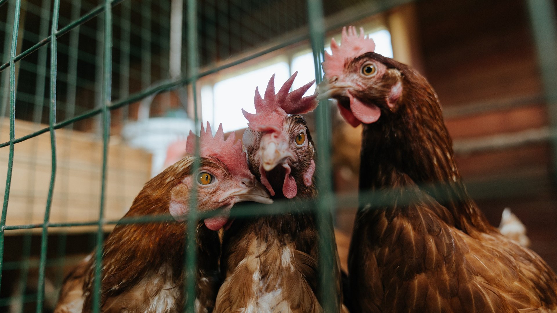 意甲豪门为新赛季全力备战,阵容调整频繁,意甲豪门球队