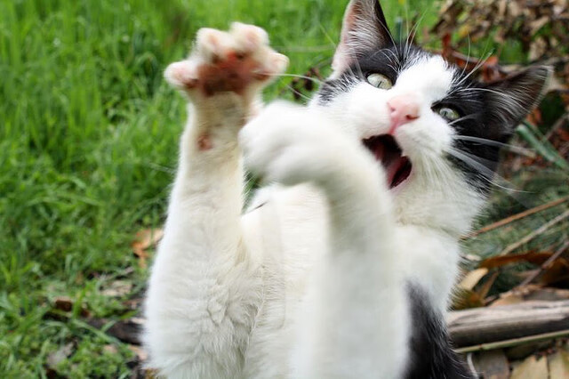 AYX SPORTS-民族传统舞狮比赛，文化运动的欢乐盛典