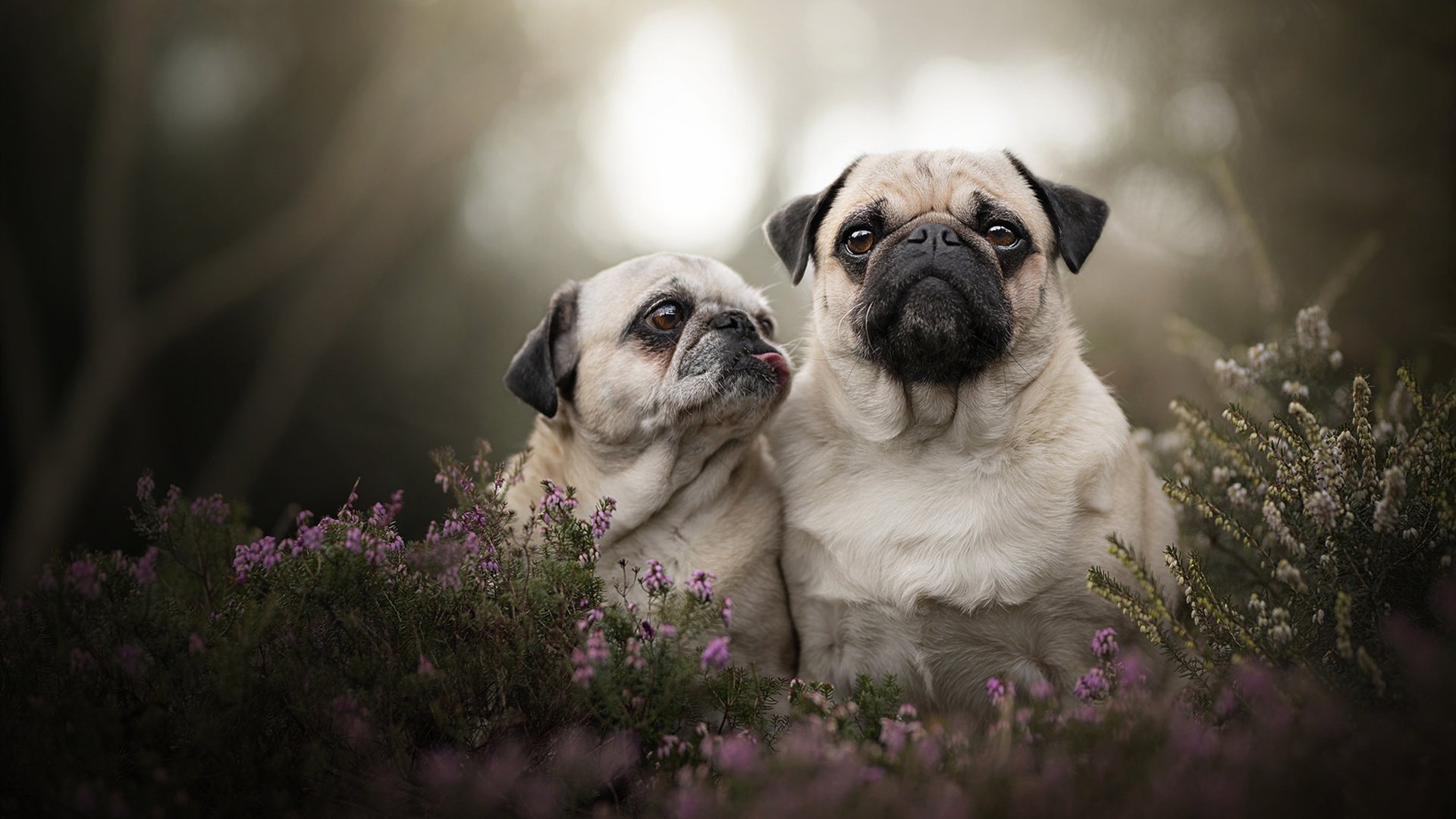 青年篮球领袖计划在全国范围内展开,推动行业传承与创新,青年篮球锦标赛