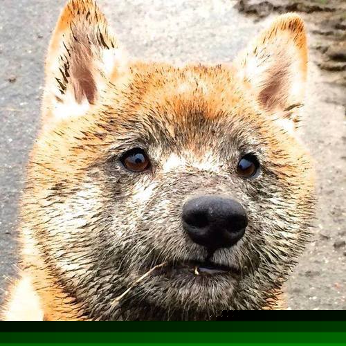 公牛完封凯尔特人，系列赛焦点战中德罗赞篮下统治全场，公牛对凯尔特人罗斯惊艳