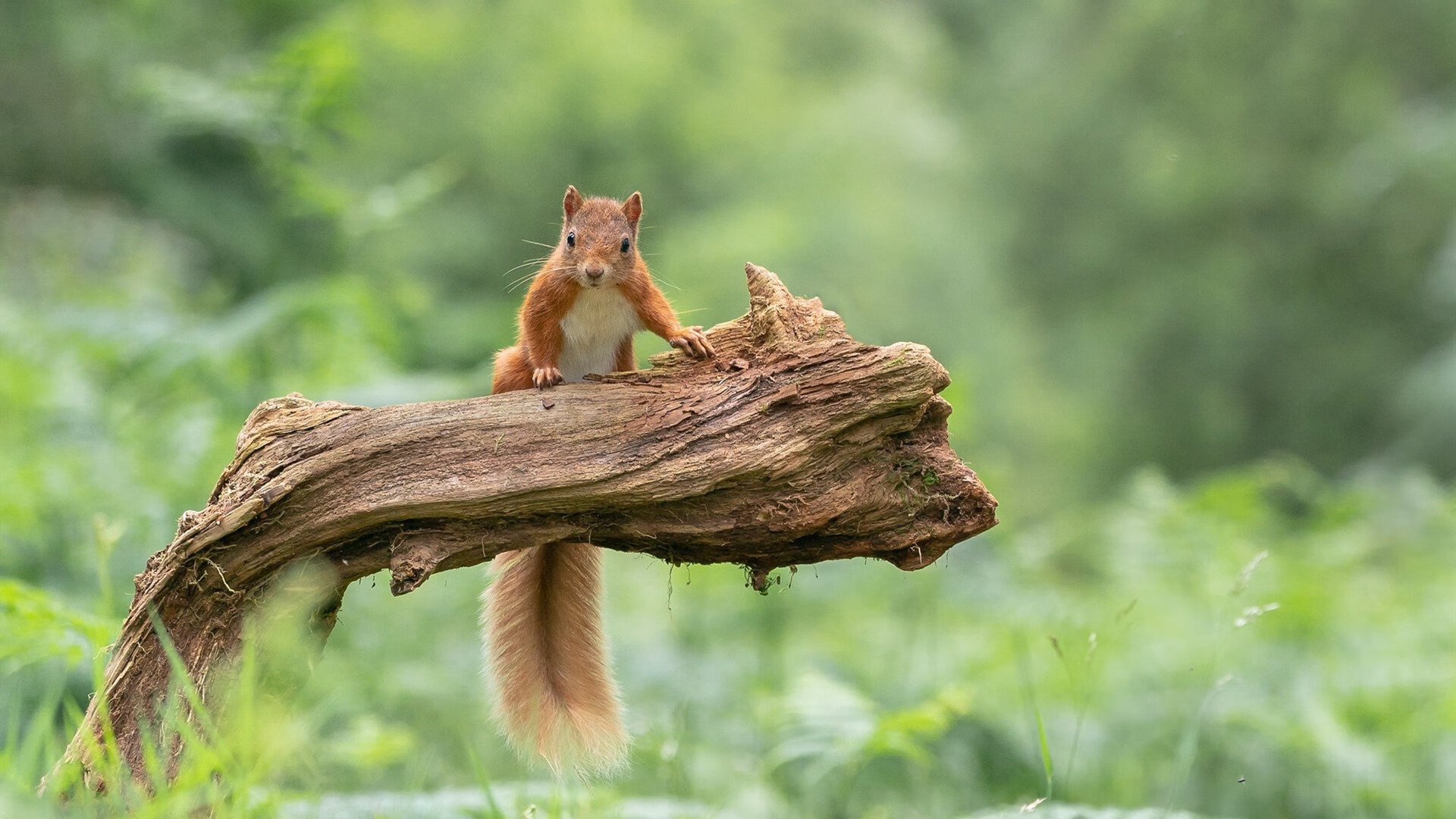 墨尔本联比赛节奏控制稳定，墨尔本城比赛直播