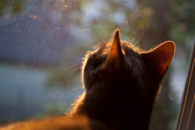 爱游戏体育app-法兰克福主场迎战美因茨，欧战资格之争，德甲法兰克福对美因茨