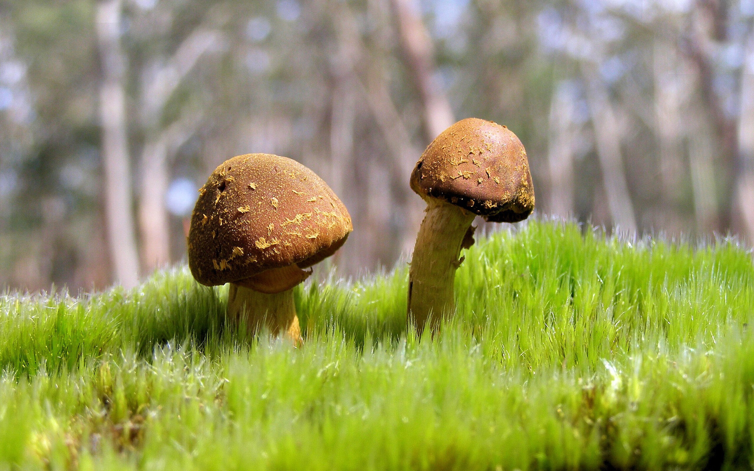 爱游戏登录入口-沙特主教练被评为年度最具激情导师，教练界翘楚，沙特主帅是谁