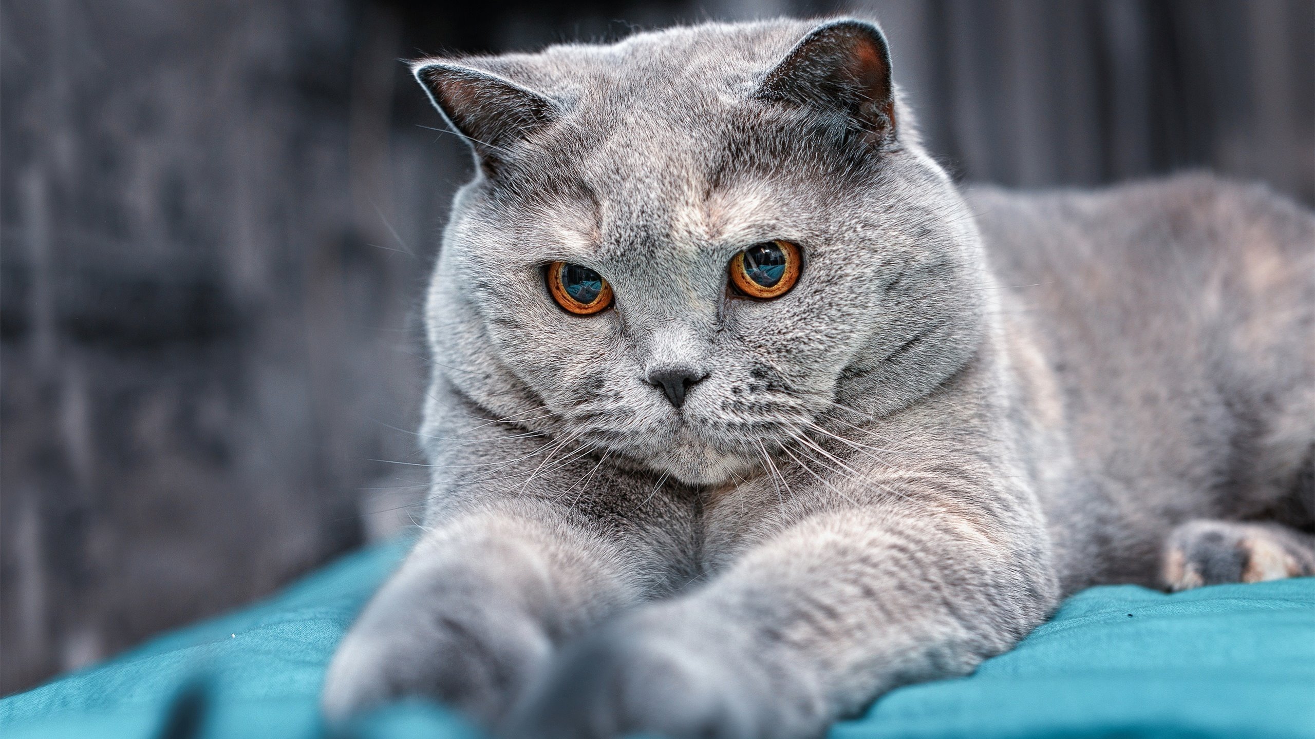 爱游戏官网-马洛卡主场失利，球队积分榜排名下滑，马洛卡vs莱加内斯