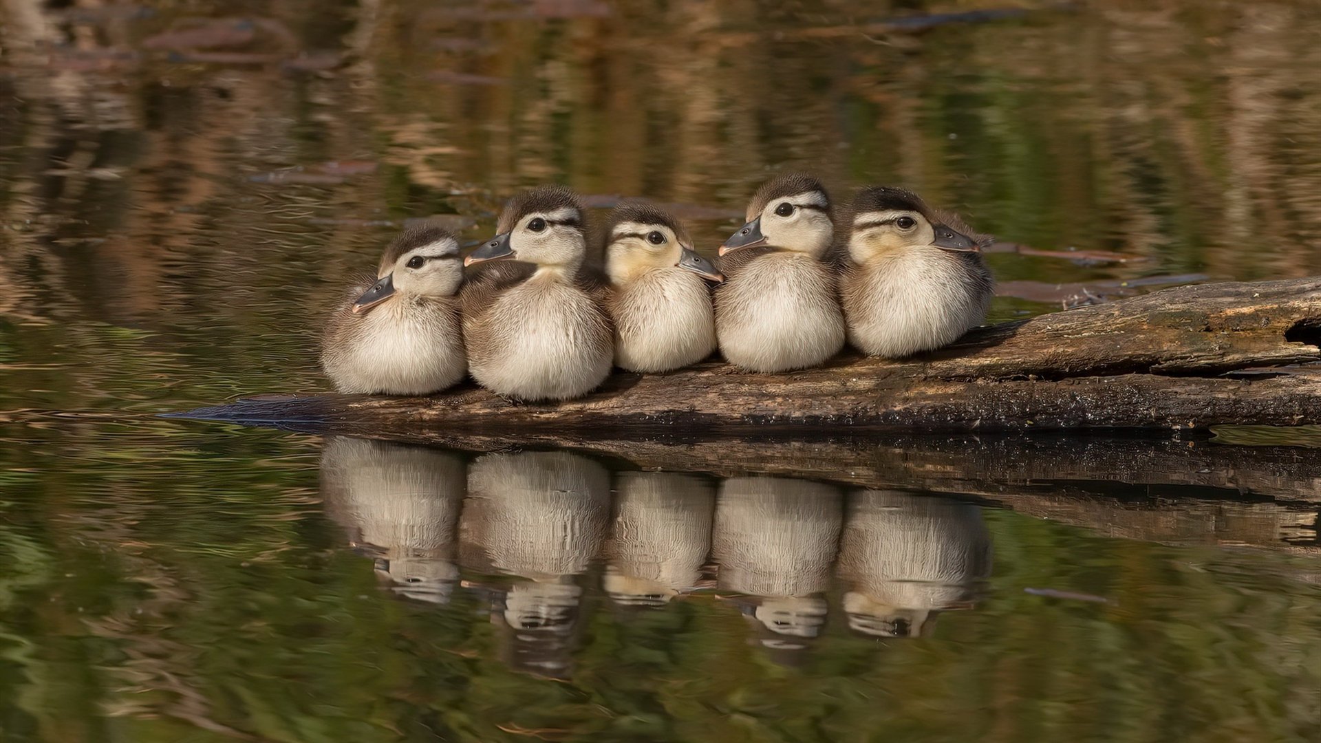 未来展望:德国队在国际乒联混合团体世界杯中的发展目标与任务