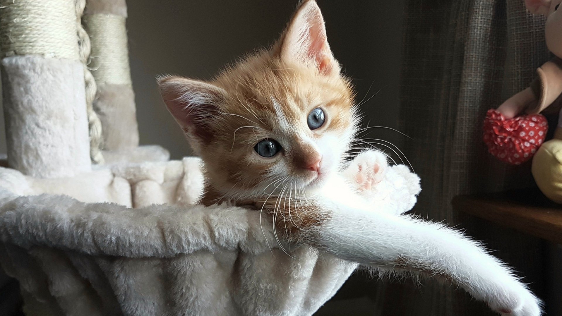 乌干达男篮在非洲预赛中高歌猛进，期待奥运新突破，乌干达篮球全国联赛