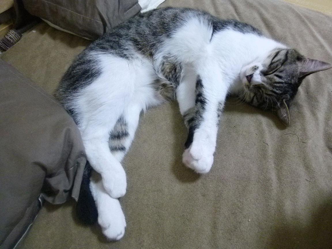 爱游戏下载-地方青训俱乐部设立公开选拔营发掘更多潜力球员，青训出名的俱乐部