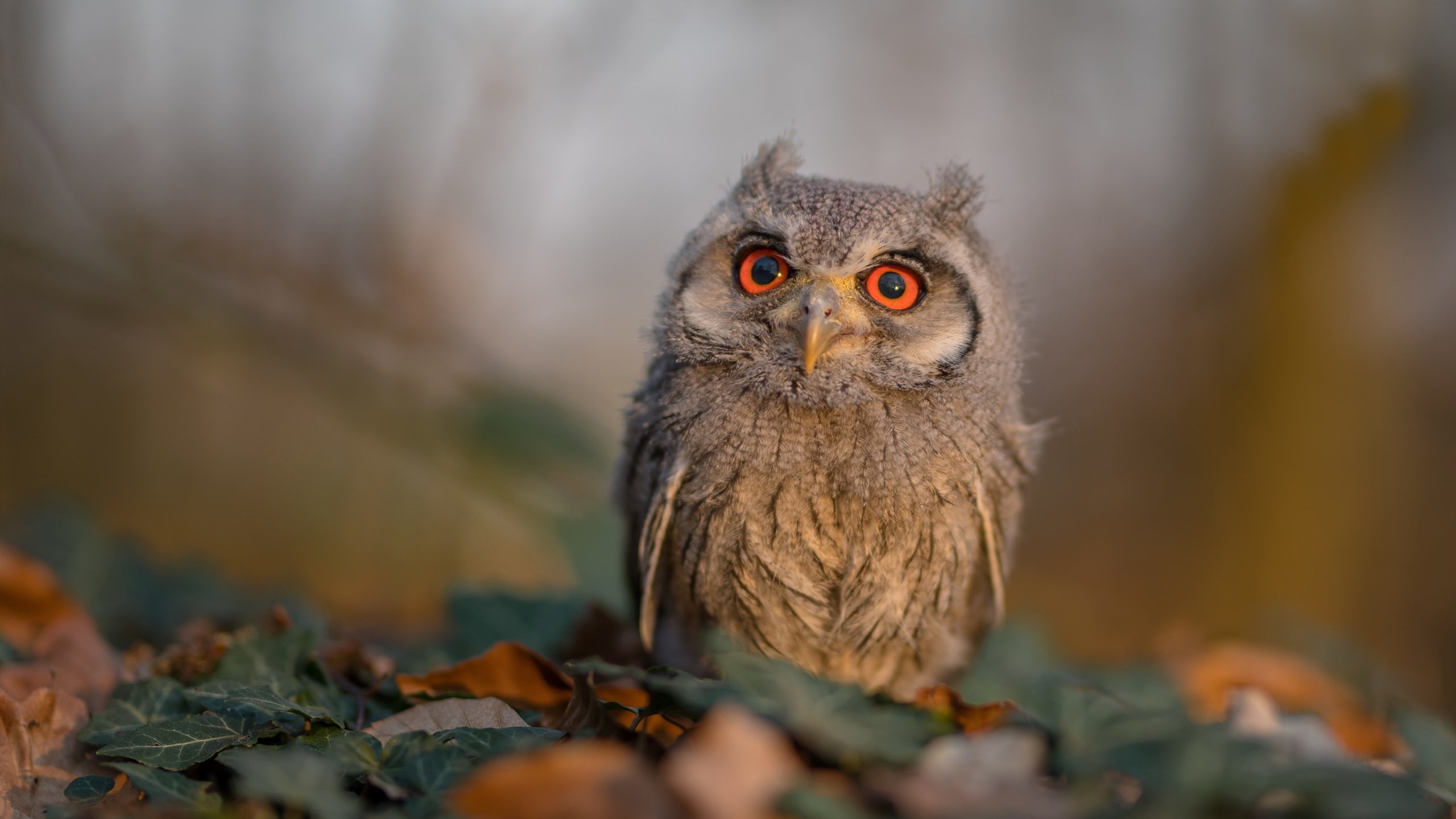 AYX官网-德甲爆发瞬间：速度、力量、智慧的完美结合！，德甲解析