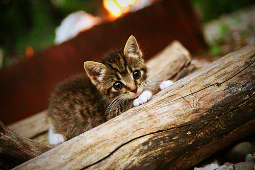 爱游戏平台-篮球联赛季后赛展望分析，篮球季后赛赛制